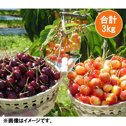 ＜ワシントン州産＞アメリカンチェリー（ビング種＆レーニア種ミックス）各1.5kg【受注締め切り日：2026/5/31】