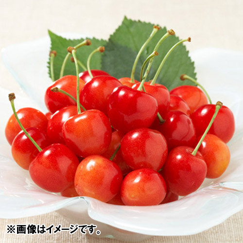 ＜山形県産＞ 天香園元祖佐藤錦（バラ詰）350g【受注締め切り日：2026/6/23】