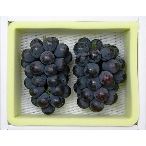 ＜岡山県産＞種無しニューピオーネ（2房）1.2kg【受注締め切り日：2026/9/20】