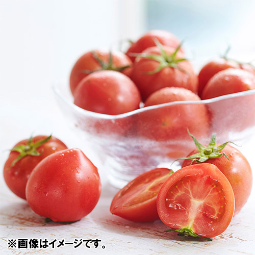 ＜高知県産＞徳谷トマト【生産者71番】1kg【受注締め切り日：2026/5/15】