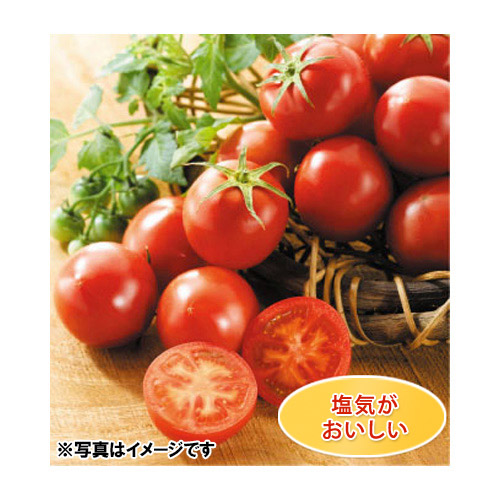 ＜高知県産＞徳谷トマト【生産者71番】1kg【受注締め切り日：2026/5/15】