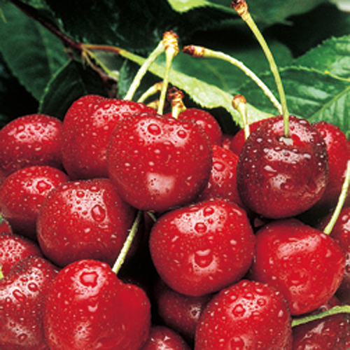 ＜ワシントン州産＞大粒アメリカンチェリー（ビング種）3kg【受注締め切り日：2026/5/31】