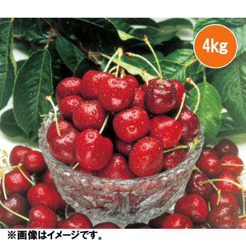 ＜ワシントン州産＞大粒アメリカンチェリー（ビング種）4kg【受注締め切り日：2026/5/31】