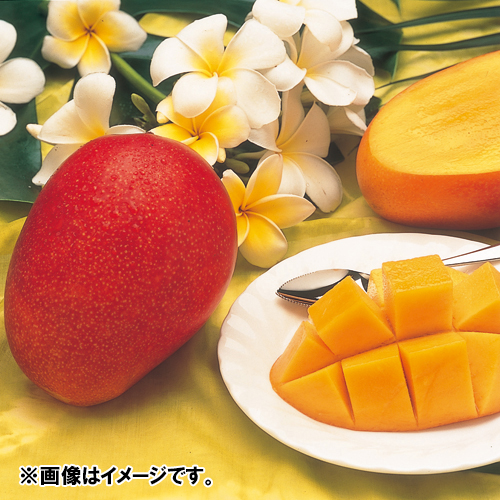 【送料込】＜沖縄県産＞ファイン紅マンゴー秀品（2玉）【受注締め切り日：2026/7/23】