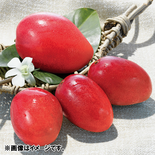 【送料込】＜宮崎西都産＞完熟マンゴー（2玉）【受注締め切り日：2026/6/30】