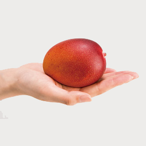 【送料込】お買い得！！＜熊本県産＞手のひらミニマンゴー（4～8玉） 1kg【受注締め切り日：2026/7/10】