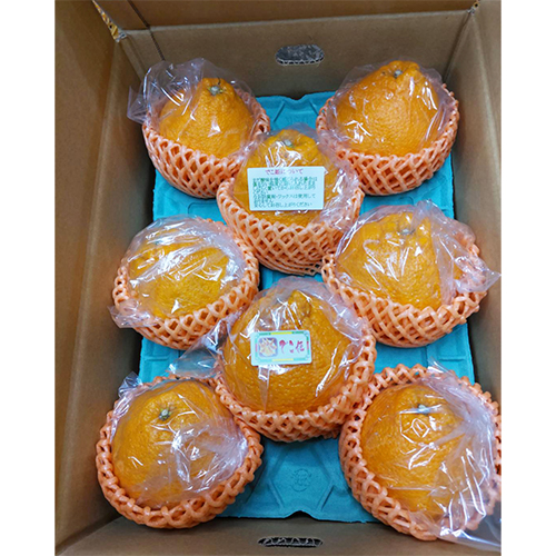 ＜熊本県宇城市産＞でこ姫（デコポン）2.7kg【受注締め切り日：2026/5/18】