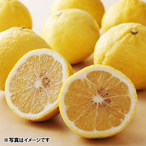 ＜熊本県宇城市産＞吉田果樹園「はるか」5kg【受注締め切り日：2026/5/25】