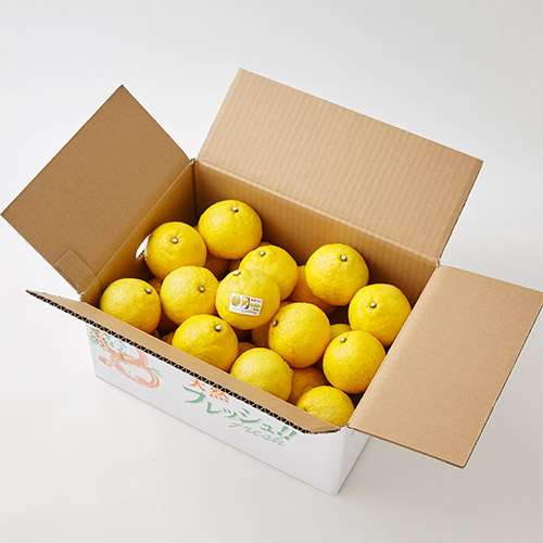 ＜熊本県宇城市産＞吉田果樹園「はるか」5kg【受注締め切り日：2026/5/25】