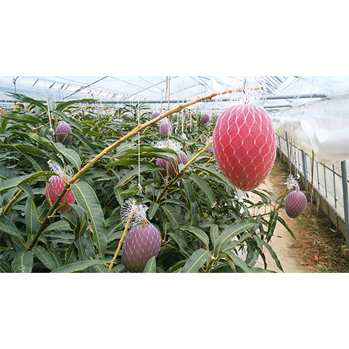 【母の日】＜数量限定＞宮崎県産完熟マンゴー　※送料込【受注締め切り日：2026/4/27】