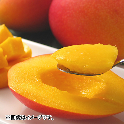 【送料込】＜石垣島産＞アップルマンゴー（2～3玉）1kg【受注締め切り日：2026/7/31】