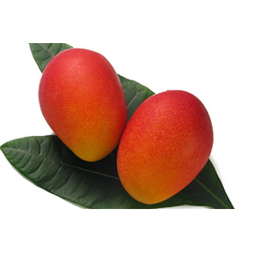 【送料込】＜石垣島産＞アップルマンゴー（2～3玉）1kg【受注締め切り日：2026/7/31】