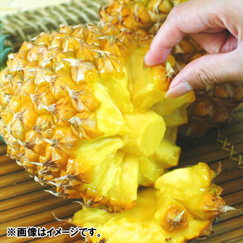 ＜沖縄県産＞スナックパイン（2～4個）2.4kg【受注締め切り日：2026/6/15】