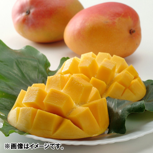 【送料込】＜メキシコ産＞エア便マンゴー（6玉）2.4kg【受注締め切り日：2026/5/31】