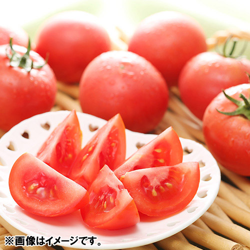 ＜北海道・下川・美深町産＞フルーツトマト「はるかエイト」（8～12玉）計800g【受注締め切り日：2026/7/31】