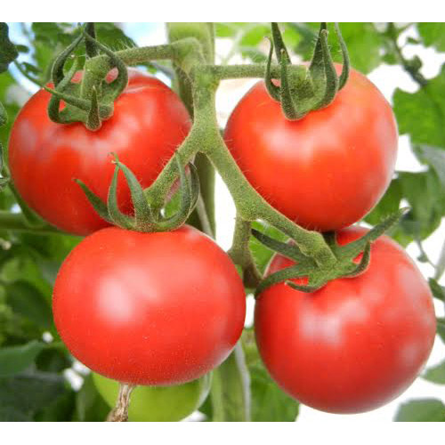 ＜北海道・下川・美深町産＞フルーツトマト「はるかエイト」（8～12玉）計800g【受注締め切り日：2026/7/31】