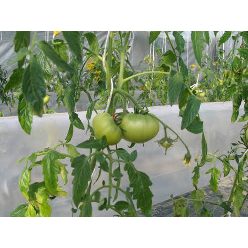 ＜北海道・下川・美深町産＞フルーツトマト「はるかエイト」（8～12玉）計800g【受注締め切り日：2026/7/31】