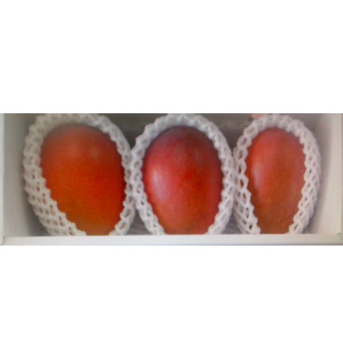 【送料込】＜沖縄県産＞アップルマンゴー　秀・優混合（2～3玉）1kg【受注締め切り日：2026/7/15】