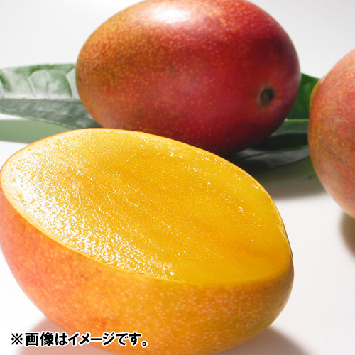 【送料込】【お買い得】＜沖縄県産＞小玉マンゴー（8～10玉）2kg【受注締め切り日：2026/7/15】