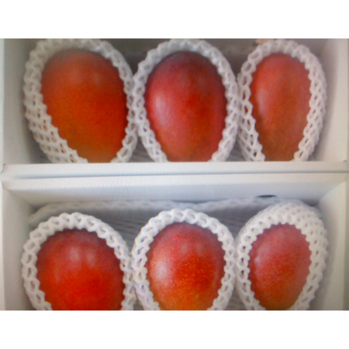 【送料込】【お買い得】＜沖縄県産＞小玉マンゴー（8～10玉）2kg【受注締め切り日：2026/7/15】