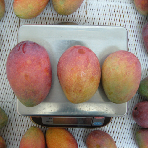 【送料込】＜宮古島産＞訳ありマンゴー700g（2～3玉）【受注締め切り日：2026/7/5】