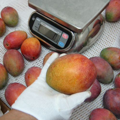 【送料込】＜宮古島産＞訳ありマンゴー700g（2～3玉）【受注締め切り日：2026/7/5】