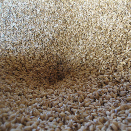 ＜押野農園＞山形県産特別栽培米つや姫10kg