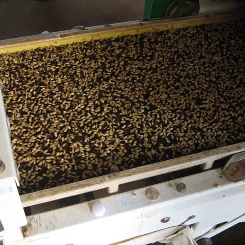 ＜押野農園＞山形県産特別栽培米つや姫10kg