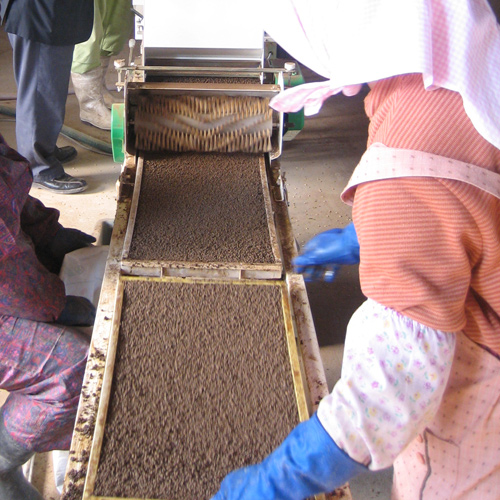 ＜押野農園＞山形県産特別栽培米つや姫10kg