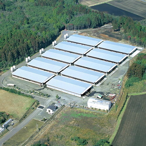 ★お買い得！★＜鹿児島・コワダヤ＞黒豚切落し　750g