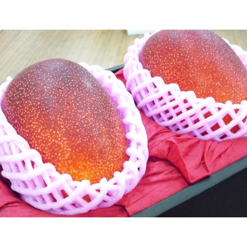 【送料込】＜宮崎県産＞ベジターレ限定完熟マンゴー2玉【受注締め切り日：2026/7/5】