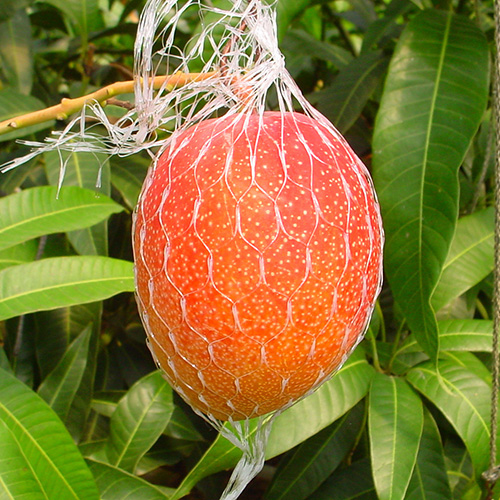 【送料込】＜宮崎県産＞ベジターレ限定完熟マンゴー2玉【受注締め切り日：2026/7/5】