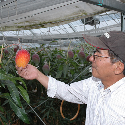 【送料込】＜宮崎県産＞ベジターレ限定完熟マンゴー2玉【受注締め切り日：2026/7/5】