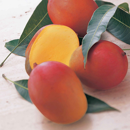 【送料込】＜宮古島産＞倫果樹園 アップルマンゴー秀品（2～4玉）1.2kg【受注締め切り日：2026/7/5】