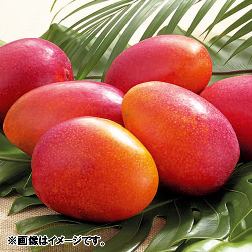 【送料込】＜宮古島産＞ 倫果樹園 アップルマンゴー秀品（4～8玉）2.5kg【受注締め切り日：2026/7/5】