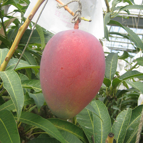 【送料込】＜宮古島産＞ 倫果樹園 アップルマンゴー秀品（4～8玉）2.5kg【受注締め切り日：2026/7/5】