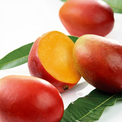 【送料込】＜宮古島産＞ 倫果樹園 アップルマンゴー秀品（4～8玉）2.5kg【受注締め切り日：2026/7/5】