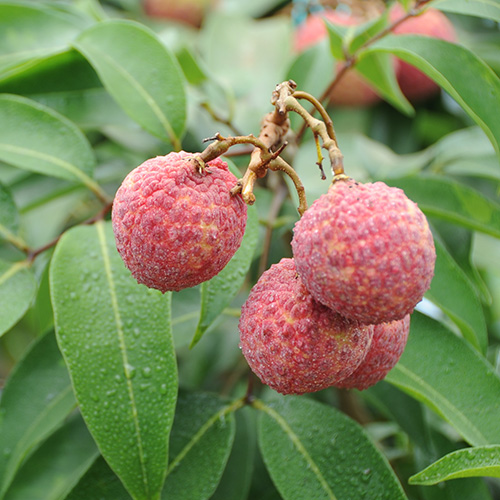 ＜ミキファーム＞無選別宮崎県産生ライチ（バラ詰め500g）【受注締め切り日：2026/7/10】