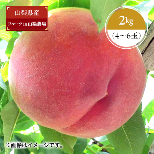 ＜フルーツ in 山梨農場＞甲州山梨の桃 特秀2kg（4～6玉）【受注締め切り日：2026/7/25】