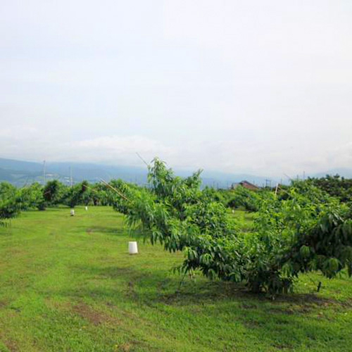 ＜フルーツ in 山梨農場＞甲州山梨の桃 特秀2kg（4～6玉）【受注締め切り日：2026/7/25】