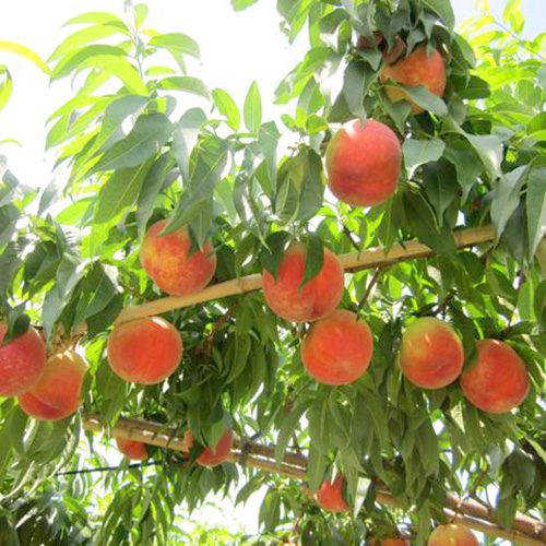 ＜フルーツ in 山梨農場＞甲州山梨の桃 特秀2kg（4～6玉）【受注締め切り日：2026/7/25】