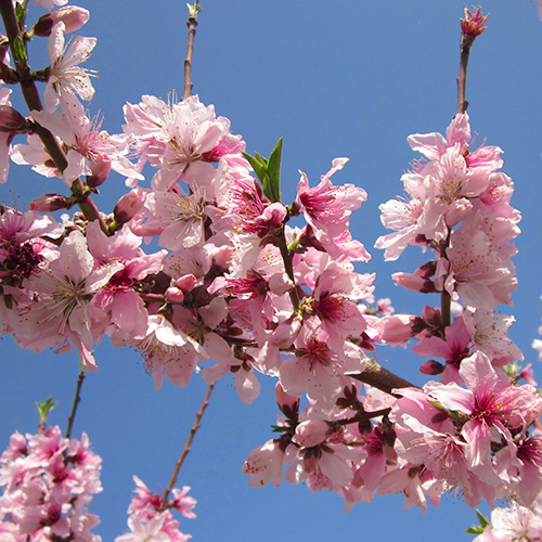 ＜フルーツ in 山梨農場＞甲州山梨の桃 特秀2kg（4～6玉）【受注締め切り日：2026/7/25】