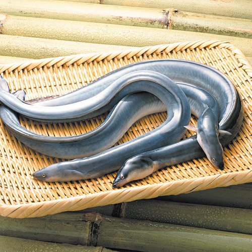 ＜謹製 浜名湖＞うなぎ蒲焼（長焼3人前）