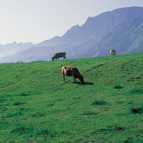 くまもと黒毛和牛プレミアム和王モモすき焼き用　420g