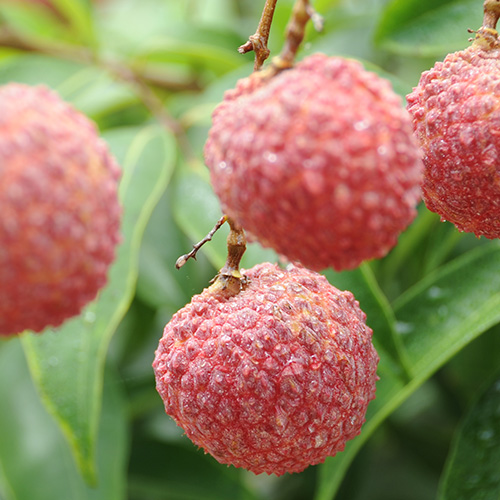 ＜ミキファーム＞無選別宮崎県産生ライチ（バラ詰め1kg）【受注締め切り日：2026/7/10】