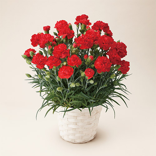 【母の日】カーネーション鉢＆長崎堂の母の日カステーラ　※送料込【受注締め切り日：2026/4/29】