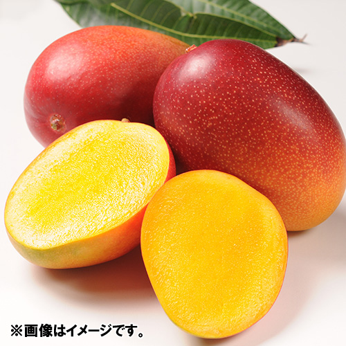【送料込】＜食匠倶楽部＞MIYAZAKI 宮崎マンゴー熟光の華（2L×2玉）【受注締め切り日：2026/7/21】