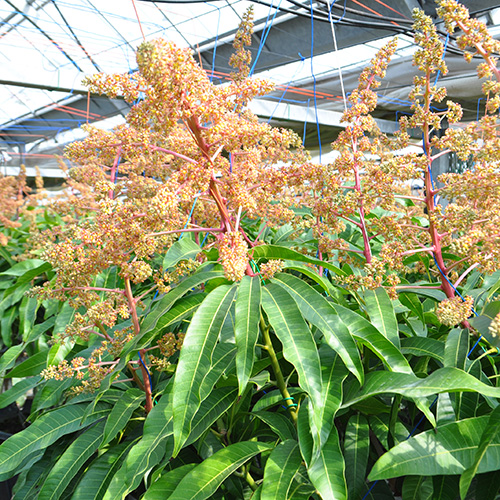 【送料込】＜食匠倶楽部＞MIYAZAKI 宮崎マンゴー熟光の華（2L×2玉）【受注締め切り日：2026/7/21】