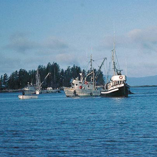 味付け天然数の子昆布