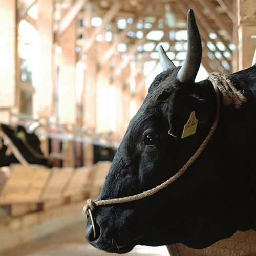 米沢牛　切り落とし